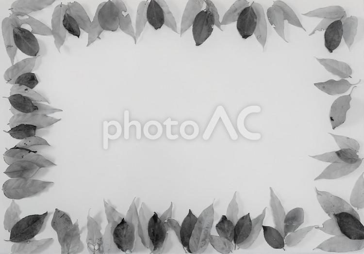 紅葉の葉のフレーム　白黒 秋,葉,紅葉の写真素材