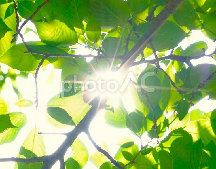 光芒と新緑 新緑,葉,青葉の写真素材