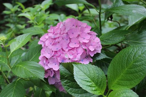 Hydrangea 56, JPG