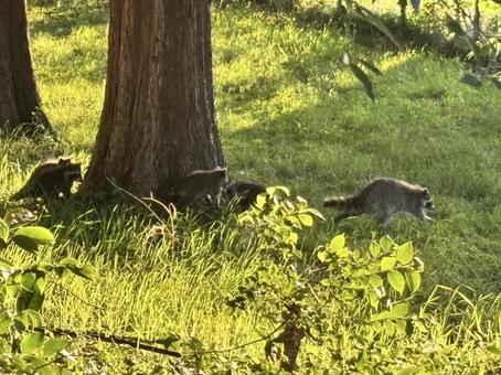 Photo, raccoon, animal, wood, 