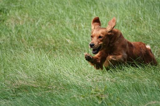 The Retrievers The Retrievers 犬,大型犬,レトリーバーの写真素材