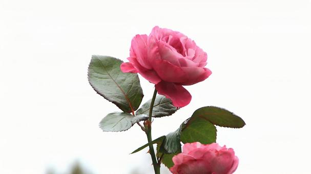 河津バカテル公園　秋バラ 薔薇,秋,花の写真素材