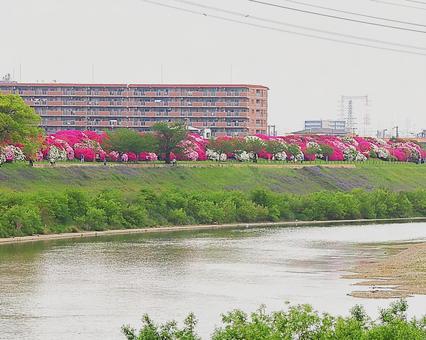 Azaleas along the river, JPG Azaleas along the river, JPG