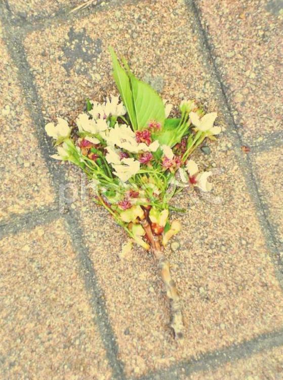 折れ落ちた枝 桜,春,枝の写真素材