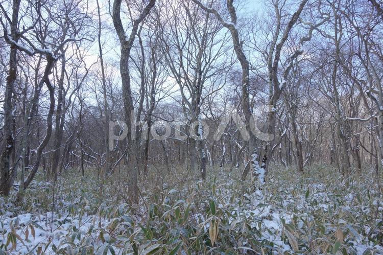 冬の原生林（北海道） 原生林,冬,雪の写真素材