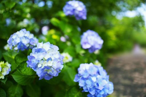 アジサイ 紫陽花 梅雨 水滴,落ち着く,雫,バックグラウンド,背景素材,壁紙,雨,しっとり,テクスチャ,湿気,憂鬱,アンニュイ,流れ落ちる,台風,湿度,ネガティブ,雨音,しとしと,雨の日,田舎の景色,通り雨,梅雨時期,ガラスの水滴 低気圧 豪雨 アジサイ 紫陽花 梅雨 水滴,落ち着く,雫,バックグラウンド,背景素材,壁紙,雨,しっとり,テクスチャ,湿気,憂鬱,アンニュイ,流れ落ちる,台風,湿度,ネガティブ,雨音,しとしと,雨の日,田舎の景色,通り雨,梅雨時期,ガラスの水滴 低気圧 豪雨の写真