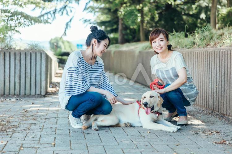 犬の散歩をする女性たち 愛犬家,愛犬,譲渡会の写真素材