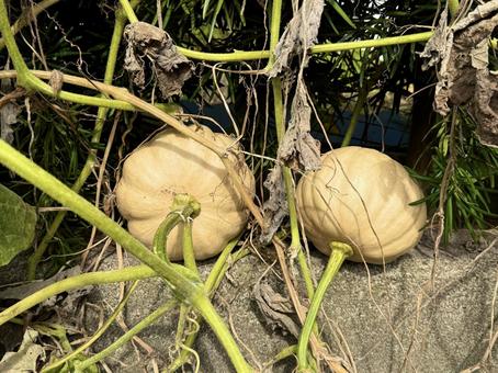 垣根のカボチャ つた,野菜,未熟の写真素材