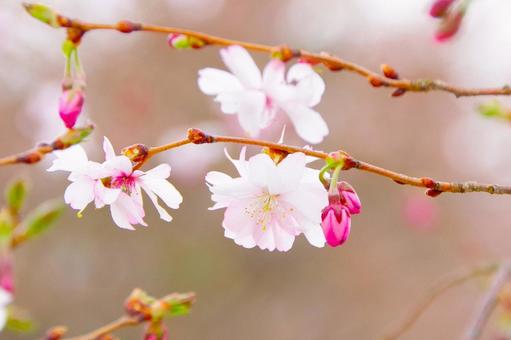 Close-up of October cherry blossoms (Jugatsuzakura), JPG