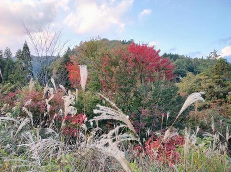 紅葉とススキ 紅葉とススキの写真
