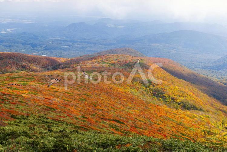 秋色に染まる　栗駒山の絶景 山,秋,紅葉の写真素材