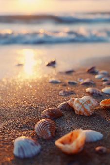 海辺の宝物、夕日を浴びて輝く様々な貝殻 海辺の宝物、夕日を浴びて輝く様々な貝殻の写真