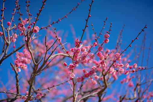 青空に映える満開の梅 梅,ウメ,plumの写真素材