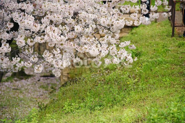 桜と芝生 お花見,つぼみ,ソメイヨシノの写真素材