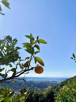 ミカン畑 みかん畑,ミカン収穫,木になるみかんの写真素材