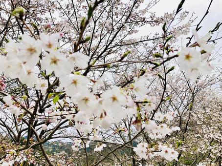 曇り空の桜 曇り空の桜の写真