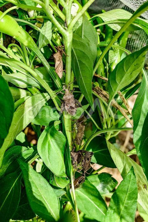野菜の害虫　カメムシ カメムシ,ホオズキカメムシ,葉の写真素材