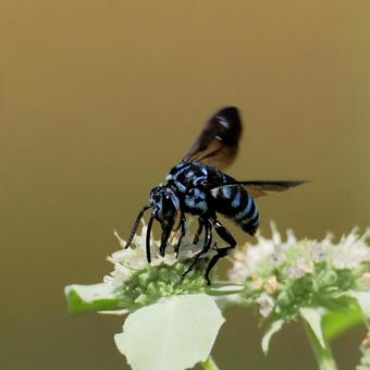 ルリモンハナバチの写真