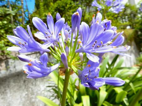 Photo, agapanthus, purple clam, blue, 