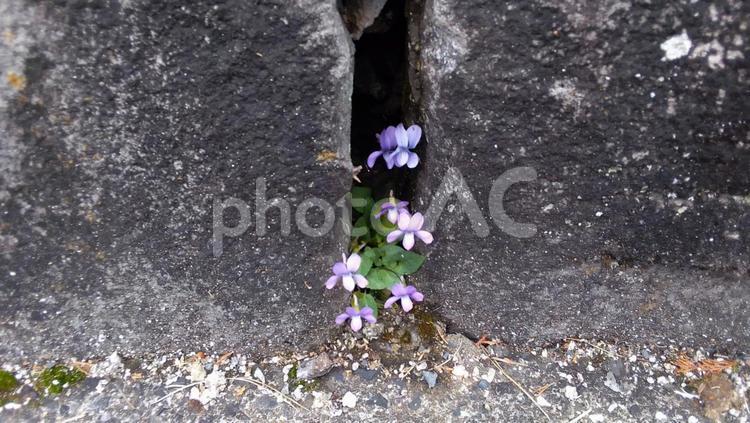 石垣の隙間から生える雑草 雑草,カタバミ,石垣の写真素材