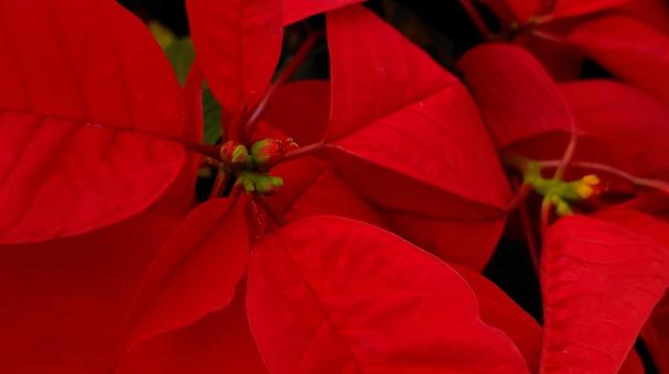 12月ポインセチア ポインセチア,クリスマス,背景の写真素材