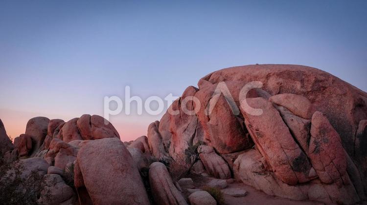 ジョシュアツリーの朝日 アメリカ,ジョシュアツリー,国立公園の写真素材