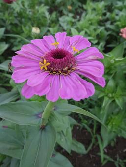 zinnia gorgeous summer purple, JPG