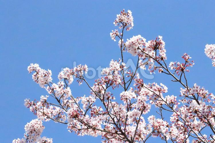 さくらソメイヨシノ 花,さくら,桜の写真素材