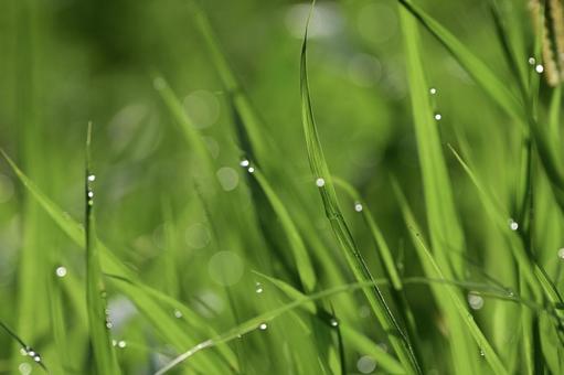 草についた綺麗な水滴 草についた綺麗な水滴 朝露,しずく,玉ボケの写真素材