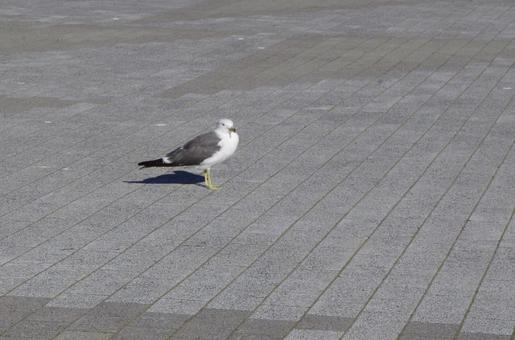港のカモメ 港のカモメの写真