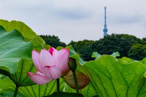 lotus, JPG