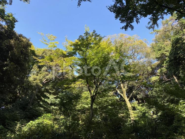 森で見上げた空 木漏れ日,緑,青い空の写真素材