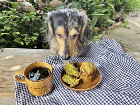 庭で犬と 犬,庭,ティータイムの写真素材