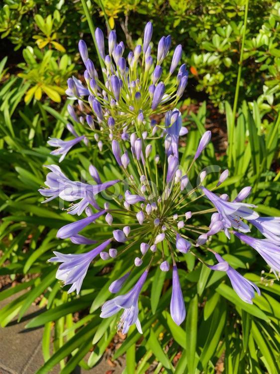 アガパンサス アガパンサス,夏の花,紫の写真素材