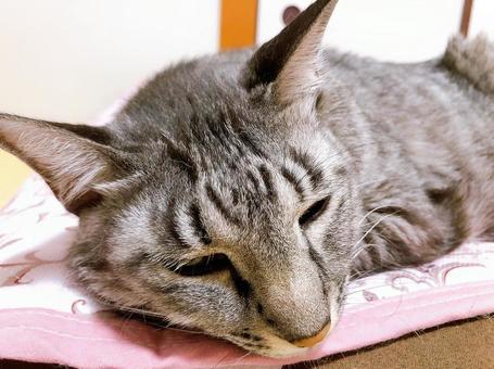 サバトラ猫 ねこ,猫,にゃんこの写真素材