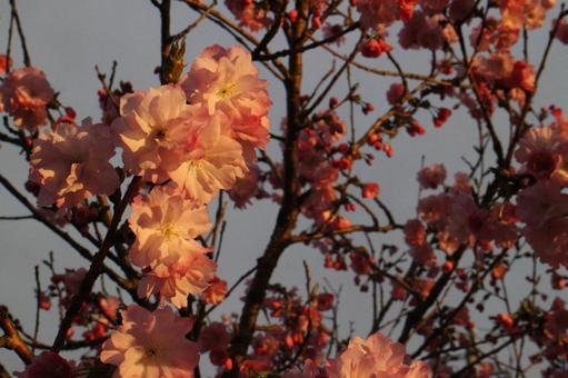sunset flower 17 sunset flower 17の写真