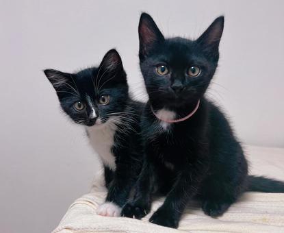 nowa&nero nowa&nero ネコ,黒猫,子猫の写真素材