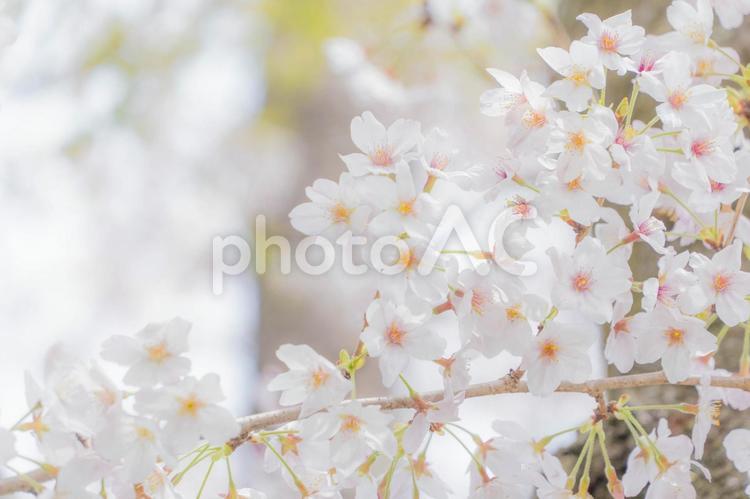 桜　春イメージ（ソメイヨシノ） 桜,さくら,サクラの写真素材