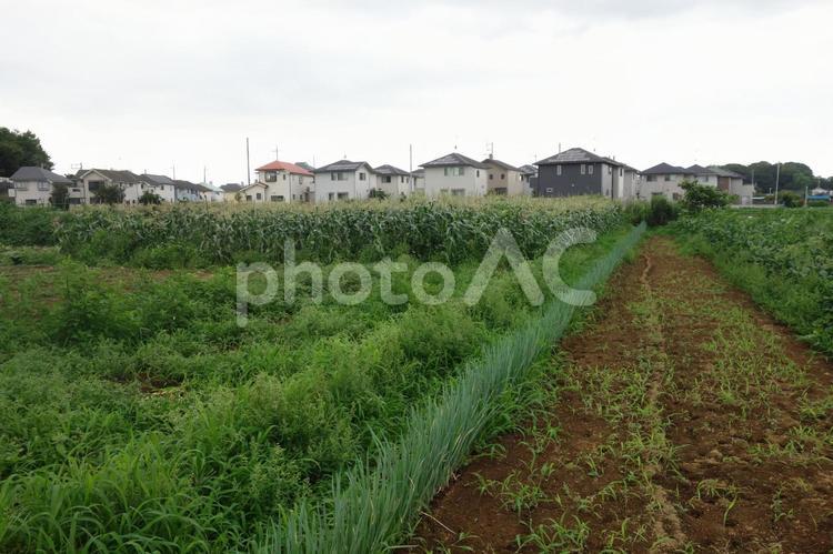 郊外のトウモロコシ畑 トウモロコシ,トウモロコシ畑,野菜の写真素材