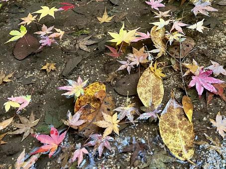 川に浮かぶ落ち葉 アップ 川に浮かぶ落ち葉 アップの写真