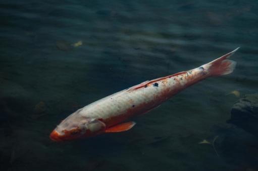 池の中のコイ コイ,池,水面の写真素材