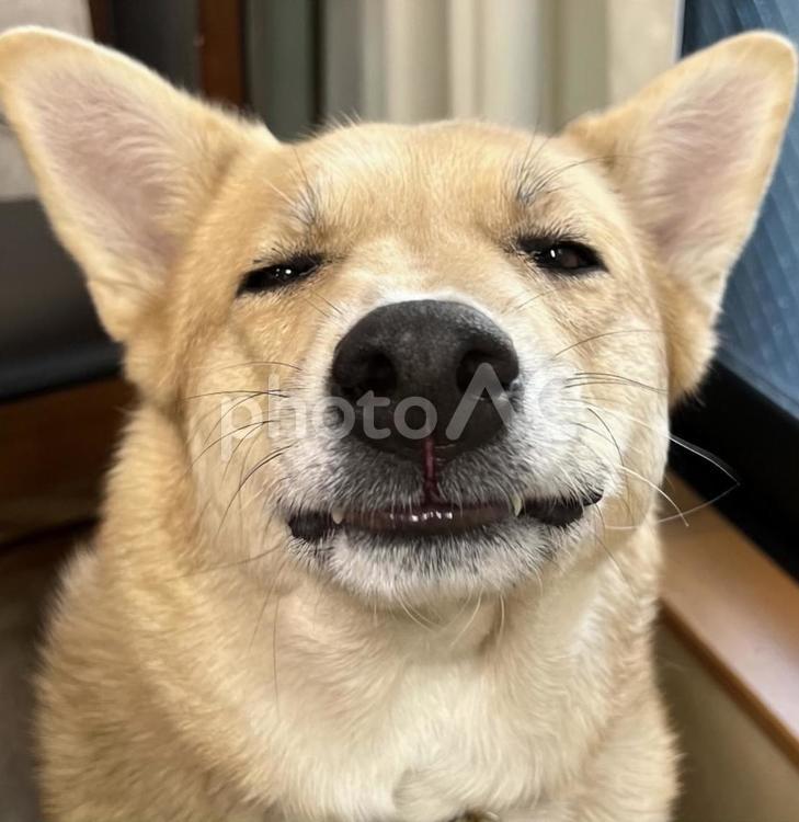 笑う犬　雑種犬 3 犬,動物,犬科の写真素材