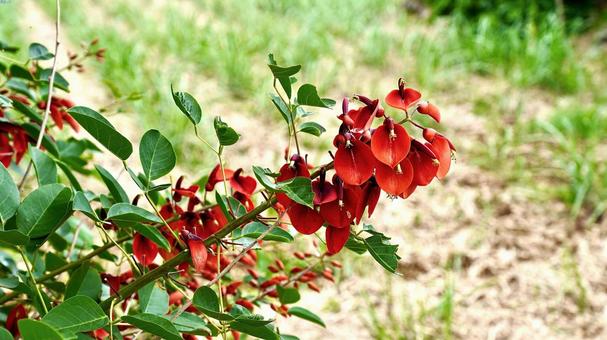 沖縄県で咲く赤いデイゴの花 沖縄県で咲く赤いデイゴの花 デイゴ,花,赤の写真素材