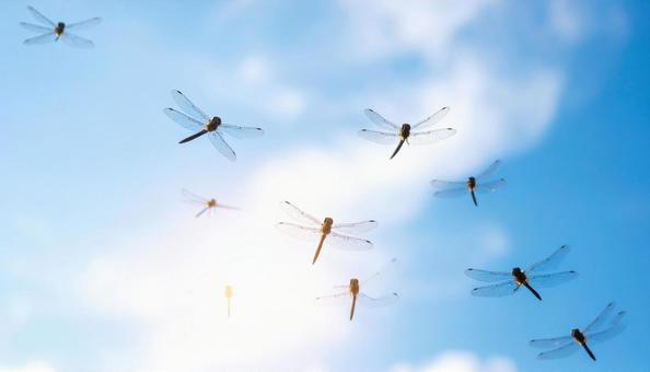青空を飛ぶ夏のトンボ 青空を飛ぶ夏のトンボの写真