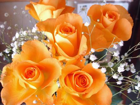 オレンジ色の薔薇とかすみ草 オレンジ色の薔薇とかすみ草の写真
