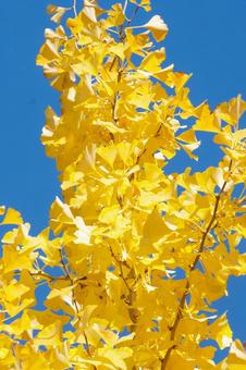 青空で輝くイチョウ イチョウ,秋,木の写真素材
