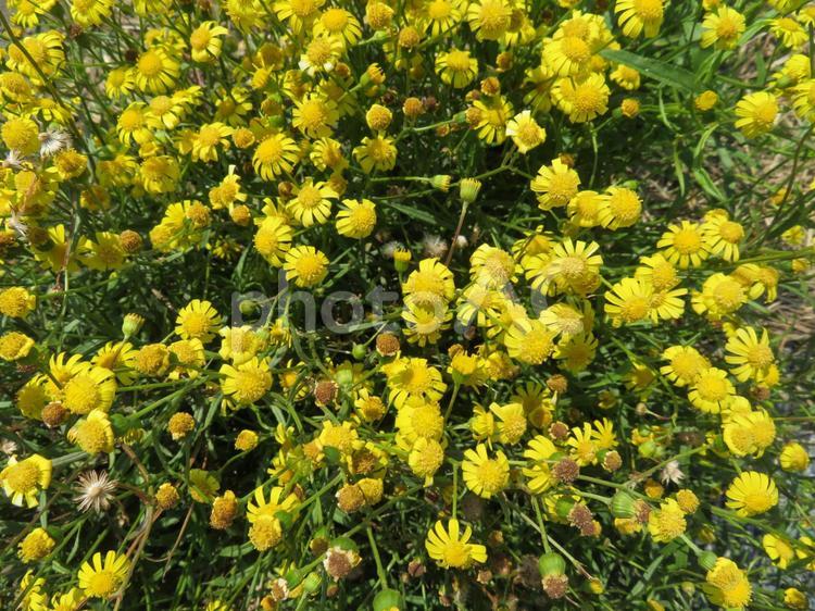 たくさんの小さな黄色い花 花,黄,きれいの写真素材