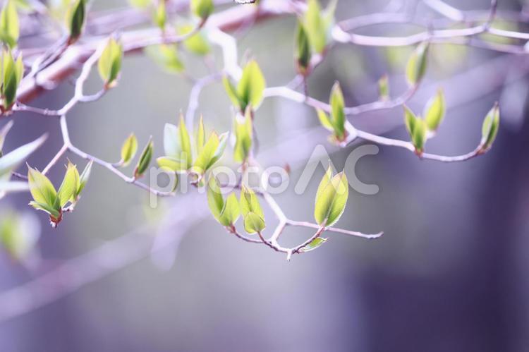 初夏の美しい新緑の若葉 植物,若葉,自然の写真素材
