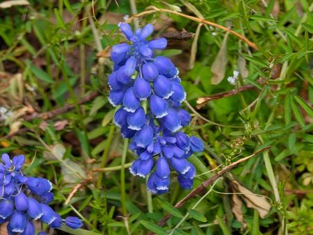 美しいムスカリの花 美しいムスカリの花 ムスカリ,ブドウムスカリ,野草の写真素材