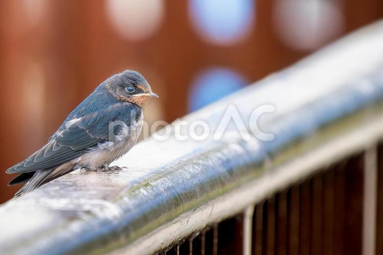 柵にとまるツバメ・コピースペース ツバメ,燕,野鳥の写真素材